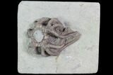 Crinoid Crown (Agaricocrinus) Fossil - Crawfordsville, Indiana #99931-1